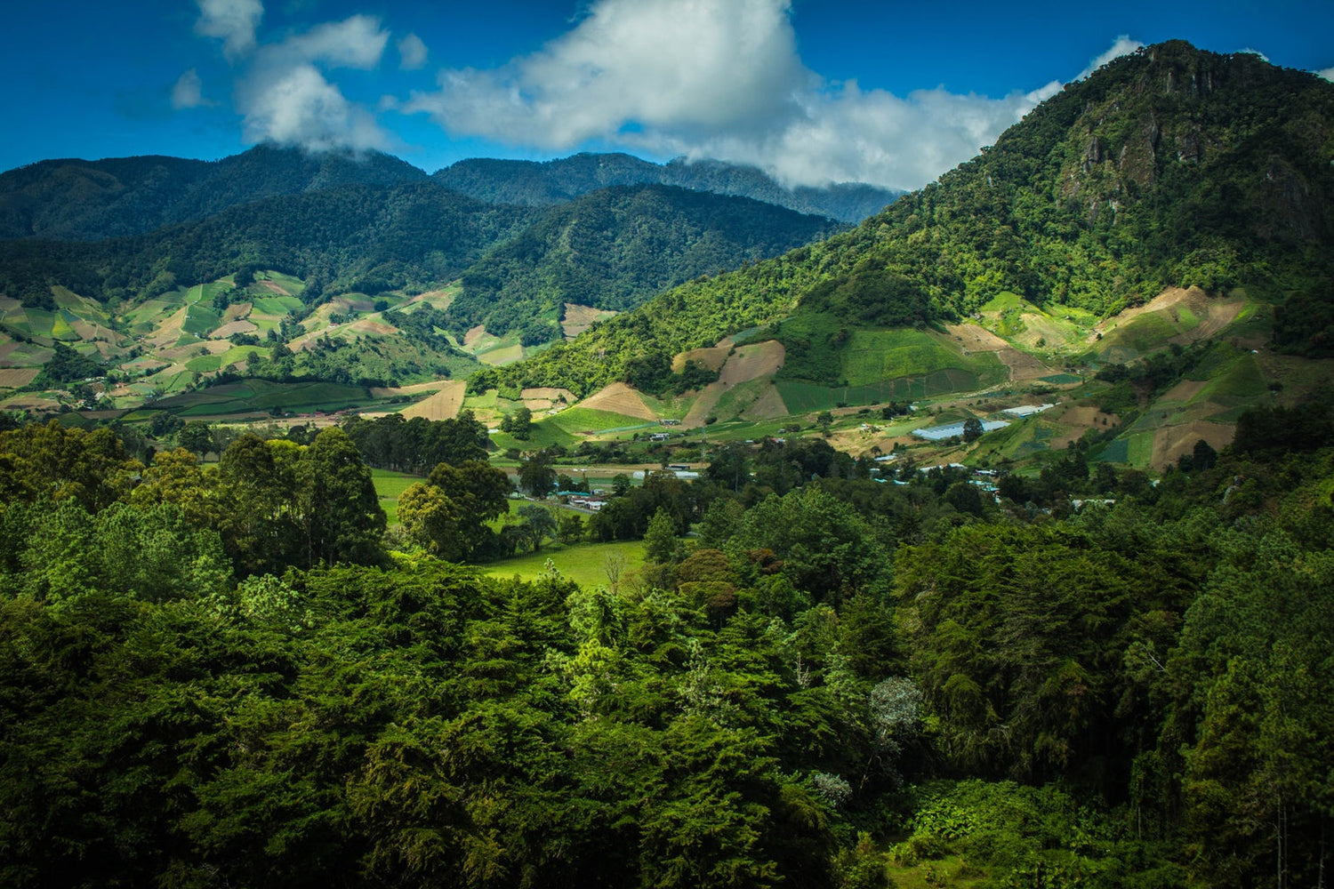 Coffee from the Central Region