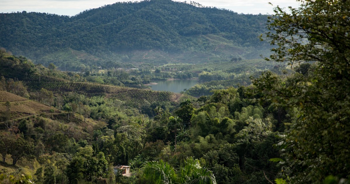 Coffee from the West Region
